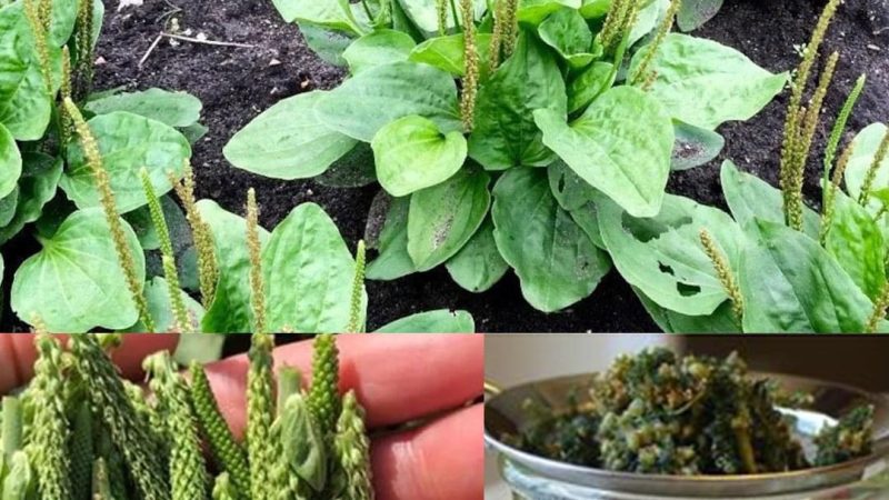 Broadleaf Plantain: Unveiling the Marvels of Nature’s Medicinal Herb