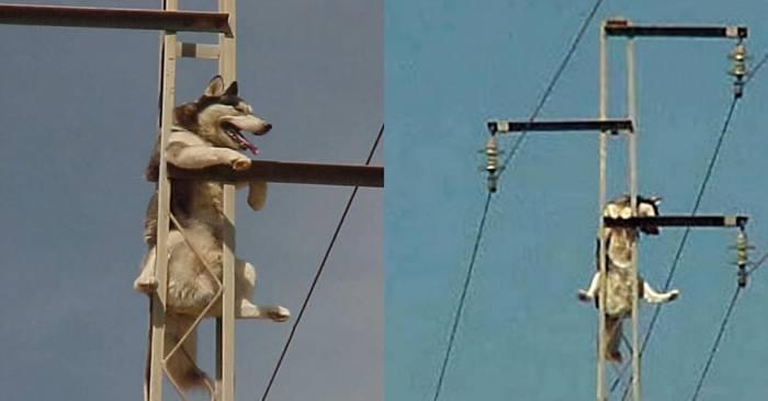 Seeing a heart-pounding dog rescue from a high voltage pole is a once-in-a-lifetime experience for spectators.