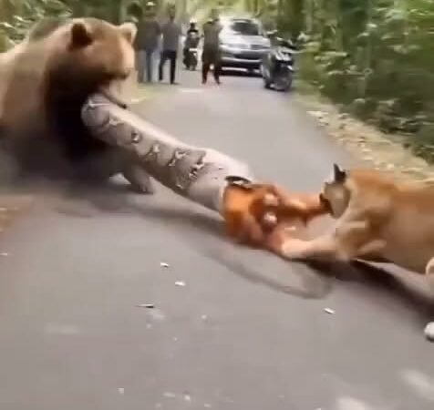 SHOCKING WILDLIFE RESCUE! A Brave Panda and Fearless Tiger Join Forces to Save a Helpless Monkey From a Giant Python!